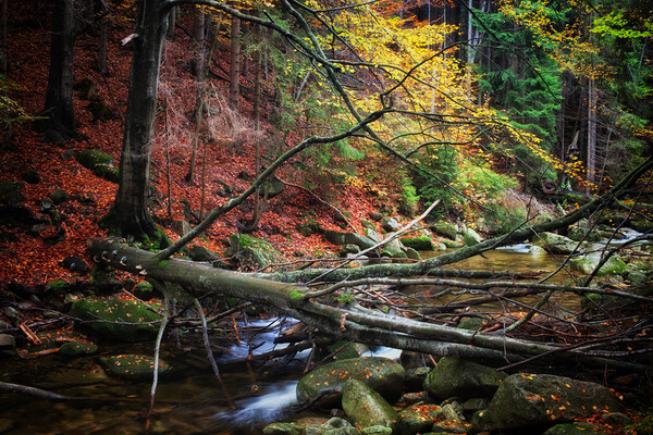 Creek With Fallen Tree In Autumn Forest Picture Board by Artur Bogacki