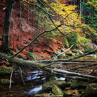 Buy canvas prints of Creek With Fallen Tree In Autumn Forest by Artur Bogacki