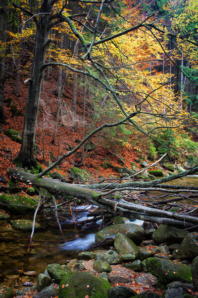 Fallen Tree Over Stream In Autumn Forest Picture Board by Artur Bogacki