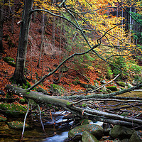 Buy canvas prints of Fallen Tree Over Stream In Autumn Forest by Artur Bogacki
