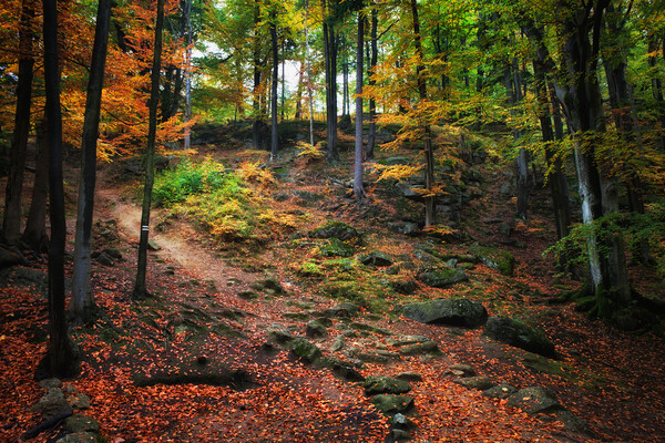 Autumn Forest Slope Picture Board by Artur Bogacki