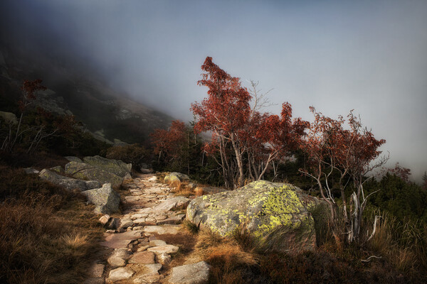 Path In Misty Mountains Picture Board by Artur Bogacki