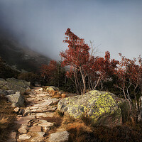 Buy canvas prints of Path In Misty Mountains by Artur Bogacki