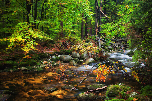 Forest Stream With Fallen Tree Picture Board by Artur Bogacki