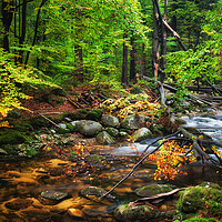 Buy canvas prints of Forest Stream With Fallen Tree by Artur Bogacki