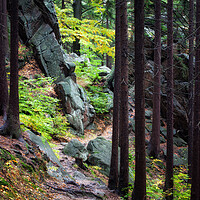 Buy canvas prints of Trail In Mountain Forest by Artur Bogacki