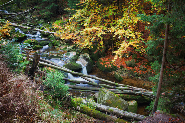 Forest Stream With Fallen Trees Picture Board by Artur Bogacki