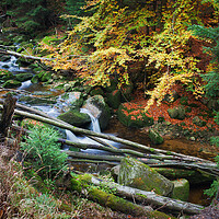 Buy canvas prints of Forest Stream With Fallen Trees by Artur Bogacki