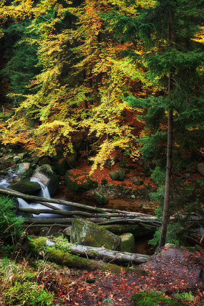 Autumn Forest Creek With Fallen Trees Picture Board by Artur Bogacki