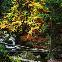 Buy canvas prints of Autumn Forest Creek With Fallen Trees by Artur Bogacki