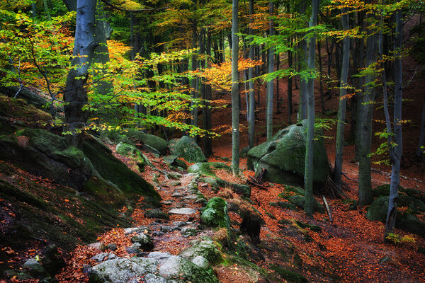 Mountain Forest In Autumn Picture Board by Artur Bogacki