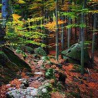 Buy canvas prints of Mountain Forest In Autumn by Artur Bogacki