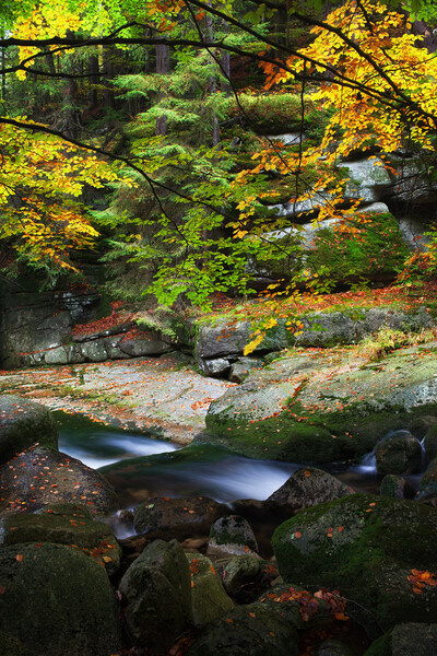 Creek In Autumn Mountain Forest Picture Board by Artur Bogacki
