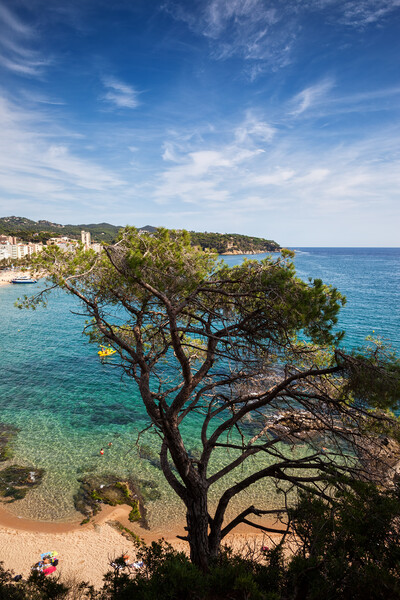 Single Tree Against The Sea At Costa Brava In Spain Picture Board by Artur Bogacki