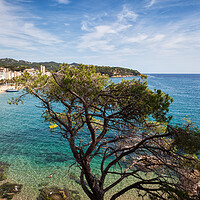 Buy canvas prints of Single Tree Against The Sea At Costa Brava In Spain by Artur Bogacki