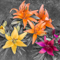 Buy canvas prints of  Colour Burst Lilies by Lee Burtoft