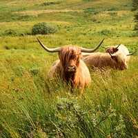 Buy canvas prints of  Highland Cattle by Kerry Palmer