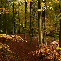 Buy canvas prints of  Autumn in the Dean by Kerry Palmer