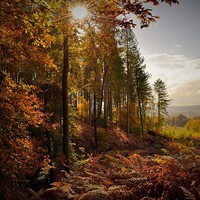 Buy canvas prints of  Autumn Sunburst by Kerry Palmer