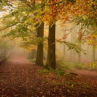 Buy canvas prints of Woodland Pathway by Kerry Palmer
