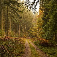 Buy canvas prints of Woodland Paradise  by Kerry Palmer