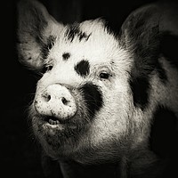 Buy canvas prints of Happy Hog!  by Kerry Palmer