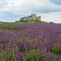 Buy canvas prints of Bamburgh Castle with a field of wild flowers by David Graham
