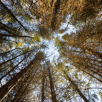 Buy canvas prints of Forest Skyline - Looking up at trees in a forest by David Graham