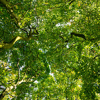 Buy canvas prints of Looking up at a lushous tree in full bloom by David Graham