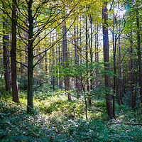 Buy canvas prints of Sun through woodland trees by David Graham