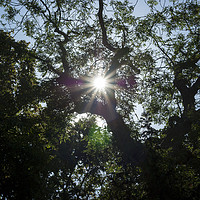 Buy canvas prints of Sunflare through tree by David Graham