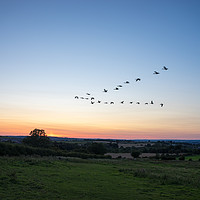 Buy canvas prints of Geese flying in V formation over Silver Hills - Su by David Graham