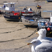 Buy canvas prints of Seagulls of St Ives by WrightAngle Photography