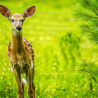 Buy canvas prints of  White-Tail Fawns Curiousity by Sarah Ball