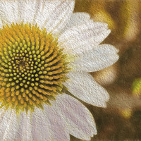 Buy canvas prints of Yoke of a Precious Flower by Sarah Ball