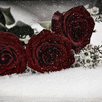 Buy canvas prints of Red Roses with a Touch by Sarah Ball