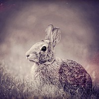 Buy canvas prints of Bunny Dreams by Sarah Ball