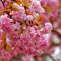 Buy canvas prints of Flowering Pink Cherry by Sarah Ball
