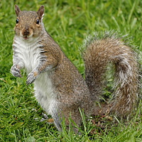 Buy canvas prints of Happy Smiling Grey Squirrel by Sarah Ball