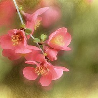 Buy canvas prints of Pink Flowers with a Texture by Sarah Ball