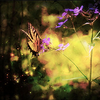 Buy canvas prints of Butterfly Light by Sarah Ball