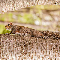 Buy canvas prints of Grey Squirrel by Sarah Ball