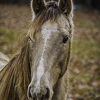 Buy canvas prints of Beautiful Horse by Sarah Ball
