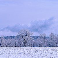 Buy canvas prints of Winter Trees by Sarah Ball