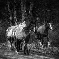Buy canvas prints of Beautiful Horses by Sarah Ball