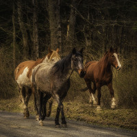 Buy canvas prints of Dreamy Horses by Sarah Ball