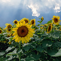 Buy canvas prints of Sunflowers by Sarah Ball