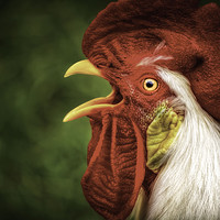 Buy canvas prints of Say What? Rooster by Sarah Ball