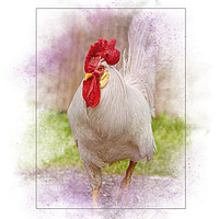 Buy canvas prints of Beautiful Rooster by Sarah Ball
