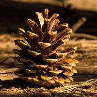 Buy canvas prints of Pine cone by Mark Walsh